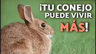 &iquest;Cu&aacute;ntos A&Ntilde;OS VIVE un CONEJO? 🐇🌱 Esperanza de VIDA y CUIDADOS para que viva m&aacute;s