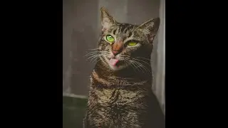 Why Do Cats Freeze? Discover Their Surprising Reaction to Fear!