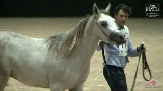 N 110 SEDDIK BM   El Jadida 2024   International AHS Class A   Yearling Colts Section B Class 6B