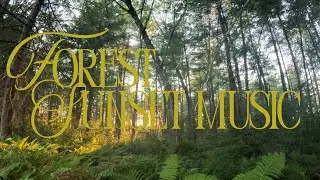 Forest Sunset Music.-