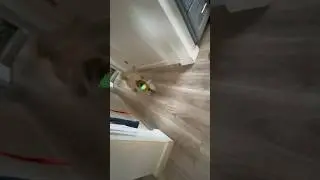 Jenna catches her toy #pets #cute #fypage #viral
