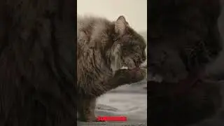 Fluffy cat's grooming routine: A moment of pure elegance!
