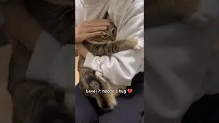 Cats getting more clingy 🥺 #cat #funnycats #trending