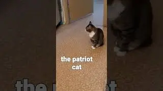 the patriot cat