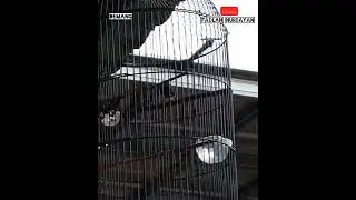 black sunbride terotol suara terapi black sunbride pancingan black sunbride kolibri gacor nembak