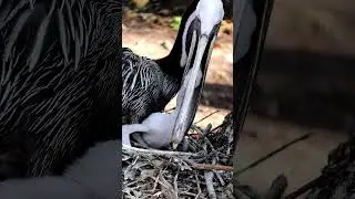Is this huge bird eating a baby? Pelican chick stuffs little head in Dad's mouth to feed 🤣