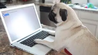 pug internet safety PSA