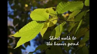 Hike to the Beaver Lodge/Nature Walk/First Real Video/Upstate New York