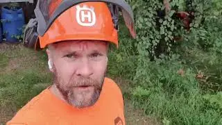 Sahakouralla koivun kaato