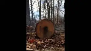 Stihl ms 460 magnum Big Bore