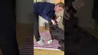How to Clean Your Dog&rsquo;s Ears at Home!🐶