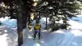 Max in the Enchanted Forest
