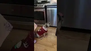 Jake the Pug mix loves lettuce
