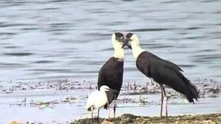 Breeding Behavior,Woolly necked stork, Male and Female or white necked stork closeup video