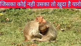 Two Loving Monkey