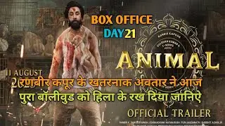 Animal Box Office Collection, Animal Box Office Collection Day 20, Ranbir Kapoor