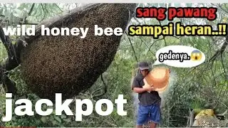 wild honey bee pure jackpot