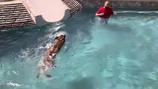 Pool etiquette with Milo the Malinois