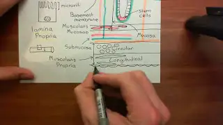 The Histology of the Small Intestine Part 2