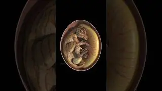 Dinosaur Egg #shorts