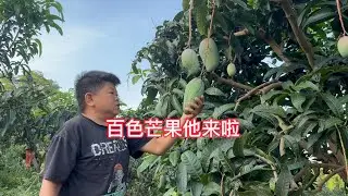 小六别过妻儿出发百色，时隔一年又来啦！今年的芒果品质如何 #三农故事