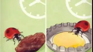 How to Take Care of a Ladybug