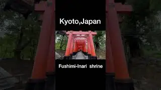 A place where you can get energy. God's messenger fox will be waiting for you. #japan #kyoto #vlog