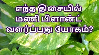 Direction to grow money plant!