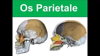 5. Os Parietale YAYDAR