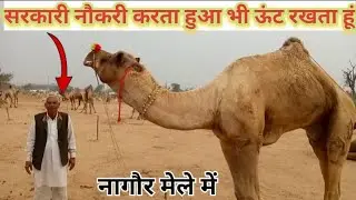 सरकारी नौकरी करता हुआ भी ऊंट रखता हूं | nagaur pashu mela | कैमल, ऊंट, camel festival