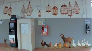 Animal Farm is Art [4K 60FPS] Hawkeye Firefly 7S Action Camera
