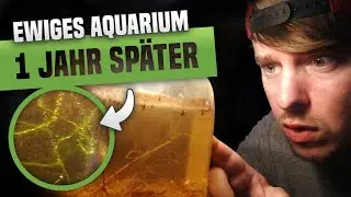1 Jahr sp&auml;ter: Im Ewigen Aquarium w&auml;chst was!