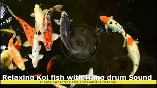 Relaxing Koi fish with Hang Drum | Positive energy | Good vibes | 432 Hz 4♬♬♬♬♬
