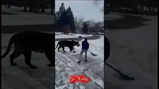 Tuam Leej Kuab Tus Tsov Dub