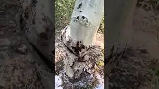 Kök çürüklüğü akıntı 