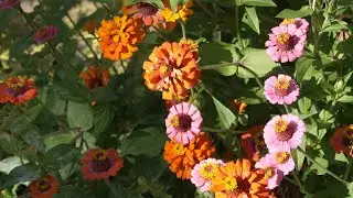 Habitat For Wildlife Garden Tour 2025