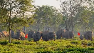 3 February 2026 #assam #animals #wildlife #elephant 