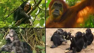Great Apes Around the World | Our Closest Living Relatives