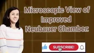 Microscopic View of Improved Neubauer Chamber