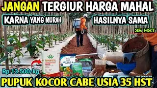 🔴 pupuk kocor cabe usia 35 HST fase GENERATIF #infopertaniancabe