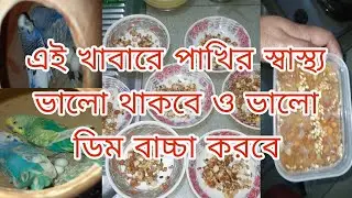 এই খাবারে পাখির স্বাস্থ্য ভালো থাকবে ও ভালো ডিম বাচ্চা করবে | বার্ডস অফ সিটি। #birds #bajrigar 