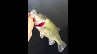 Bass at Lake Tulloch