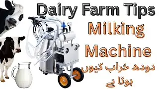 Milking Machine Complete Guide | Dairy Farm Life & Daily Activities | Cow Farming Technology #cow