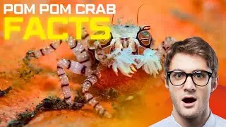Top Pom Pom Crab Fish Facts You Need to Know | Fish Facts