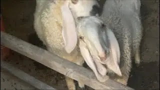 🔴 LIVE with my CAT 🐈 & LAMBS 🐑 #cat #lambs