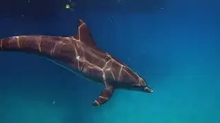 Diving Hurghada , With Dive UK Hurghada , September  2023