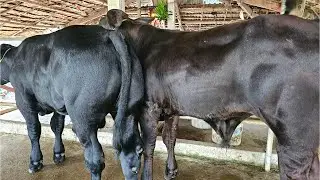 15/1/2025 .ĐT.0973504330 BB KEM PHÁP ĐỘ ĐẸP GIÁ 19.500 ĐẾN 28.500