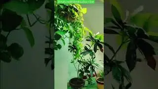 #gardening #love the nature#ytshort#viral #shortsvideo #kk