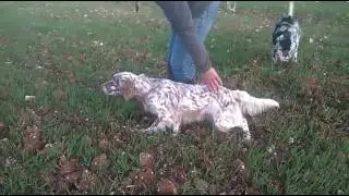 Setter Ingl&ecirc;s - Lenda