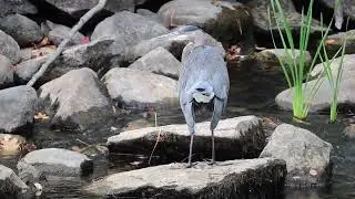 A Great Blue Heron Preening Itself While Visiting at Belgrade Peninsula Park in Belgrade, Maine
